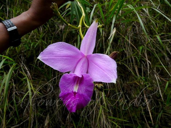 Bamboo orchid deals